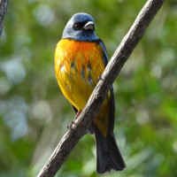 Blue-and-yellow Tanager